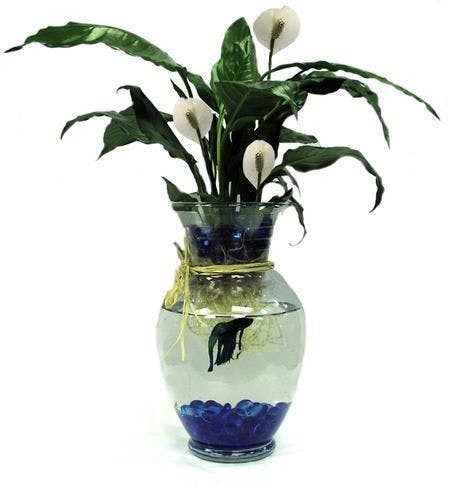 betta fish bowl with plant