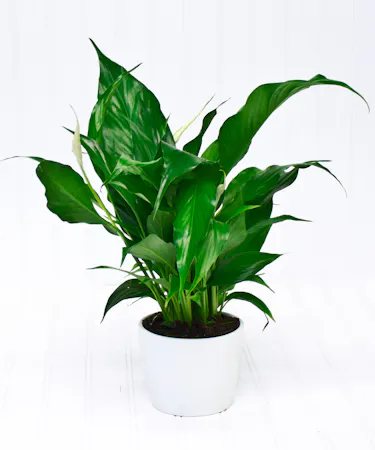 Blooming Peace Lily Plant