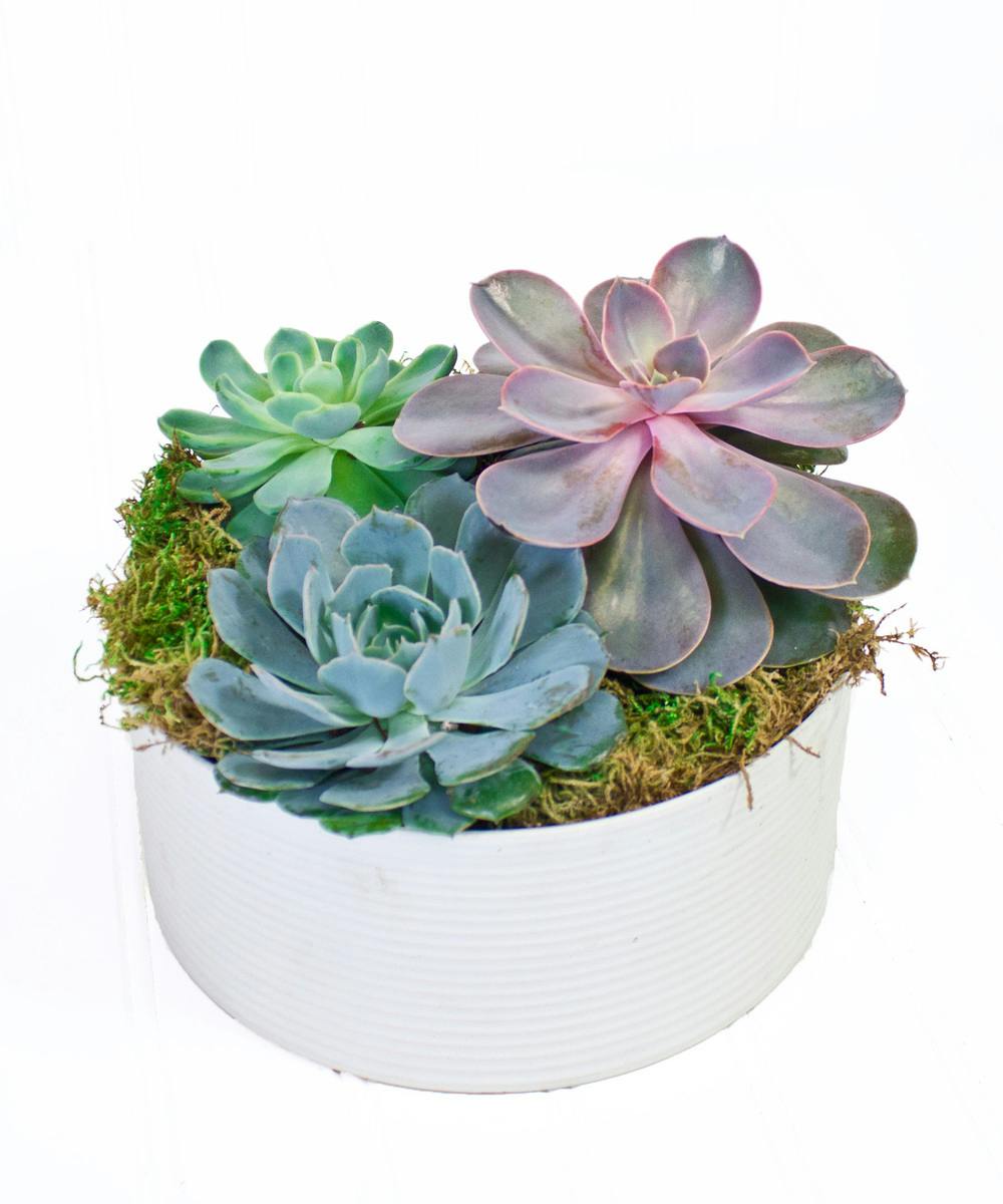 Succulent Plant Delivery Yonkers & White Plains, NY Blossom Flower Shop