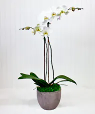Phalaenopsis Orchid Plant
