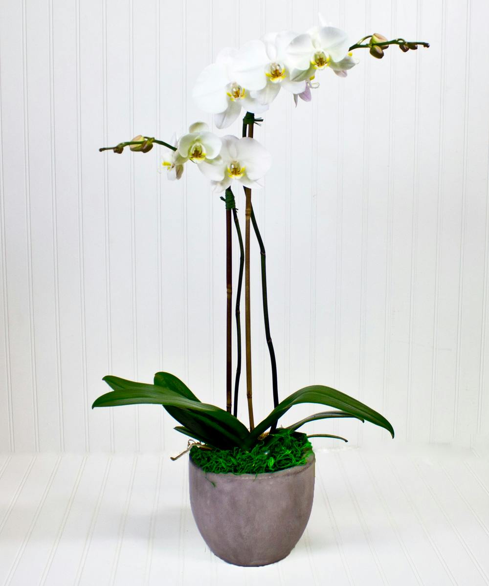 Phalaenopsis Orchid Plant Yonkers & White Plains (NY) SameDay Plant Delivery Blossom Flower