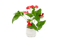 Anthurium Plant