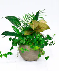 Astrid Dish Garden