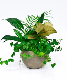 Astrid Dish Garden