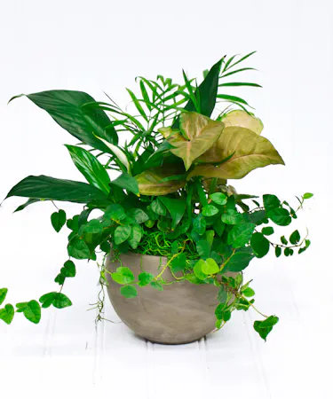 Astrid Dish Garden