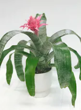 Bromeliad Plant
