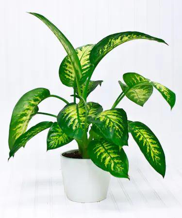 Dieffenbachia Plant in White Ceramic