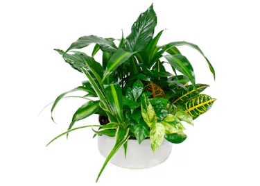 Assorted Green Plants in a White Planter