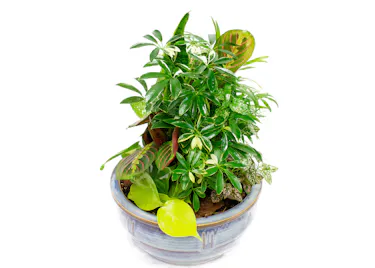 Assorted Green Plants in a White Planter