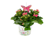 Kalanchoe