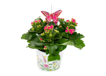 kalanchoe plant with butterfly accent