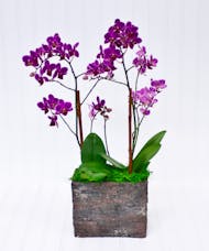 Mini Orchid Planter
