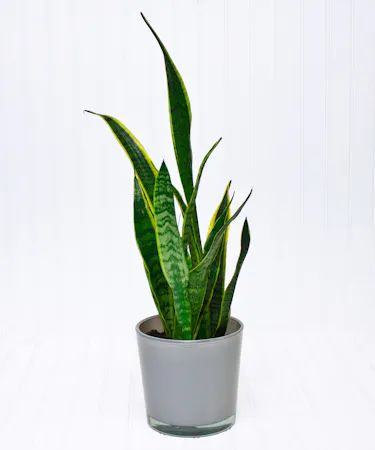 Dracaena Snake Plant
