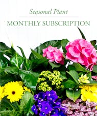 Monthly Seasonal Plant