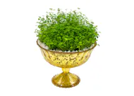 Happy Shamrocks