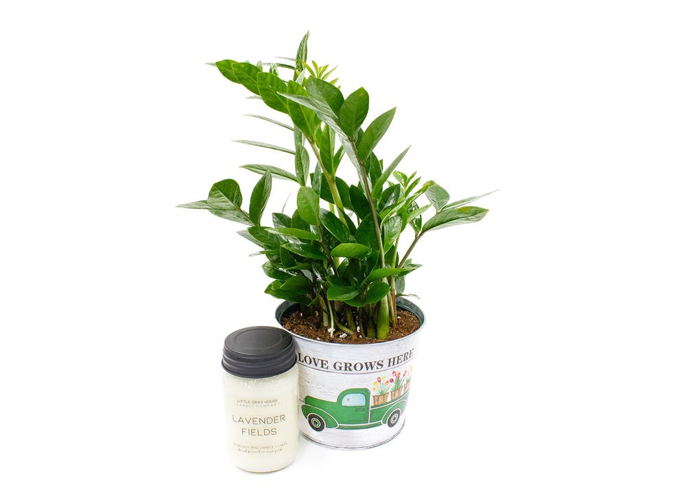 Relax N' Grow White Plains & Yonkers (NY) SameDay Plant Delivery