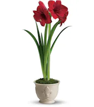Amaryllis Plant