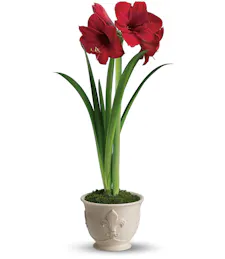 Amaryllis Plant