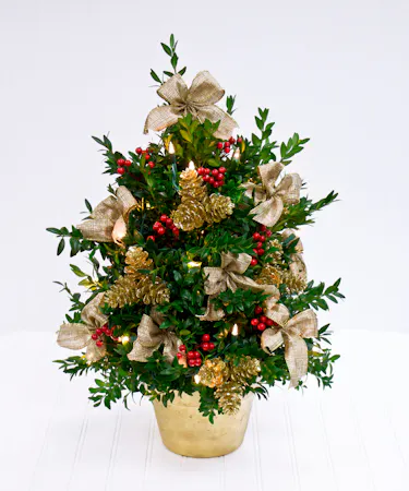 Boxwood Christmas Tree