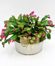 Christmas Cactus