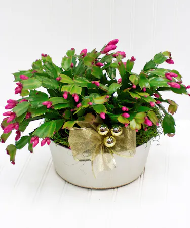 Christmas Cactus - White Pot