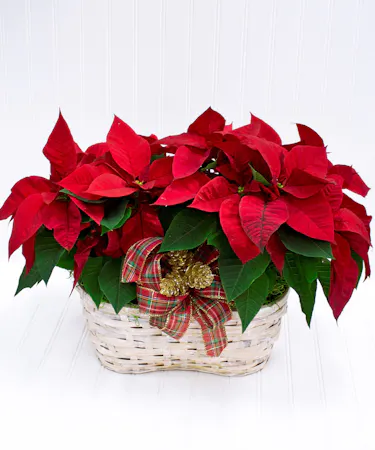 Wicker Basket with 2 Poinsettias