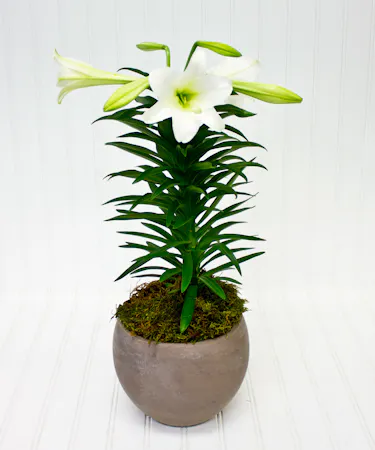 Easter Lily