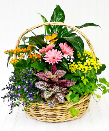 Wicker Basket of Flowering Plants