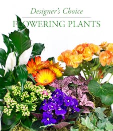 Custom Designed Flowering Plant Basket