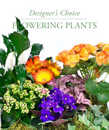 Custom Designed Flowering Plant Basket