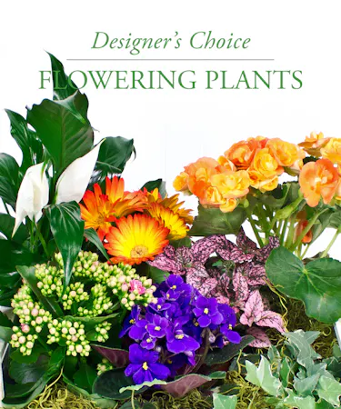 Basket of Seasonal Flowering Plants