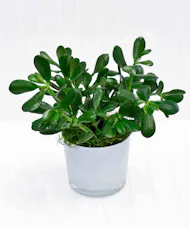 Jade Plant