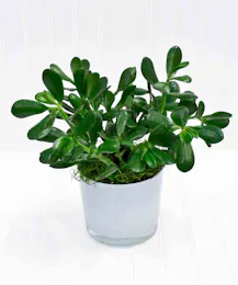 Jade Plant