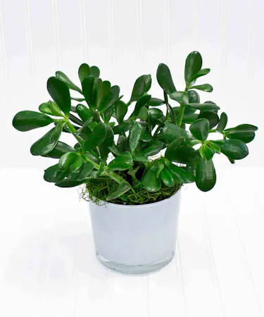Jade Plant in Black Ceramic
