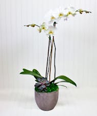 Phalaenopsis Orchid Plant with Succulent Accent