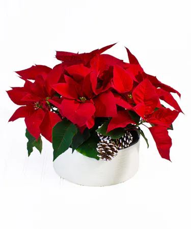 Ceramic Planter with Red Poinsettias