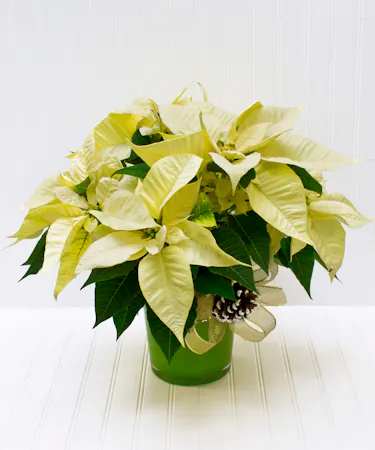 Ceramic Pot with White Poinsettia Plant