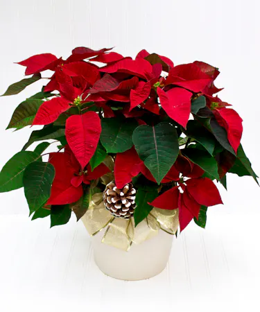 Red Poinsettia Plant in Ceramic Pot