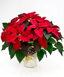 Red Poinsettia Plant