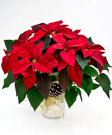 Red Poinsettia Plant in Ceramic Pot