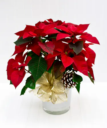 Red Poinsettia Plant in Ceramic Pot