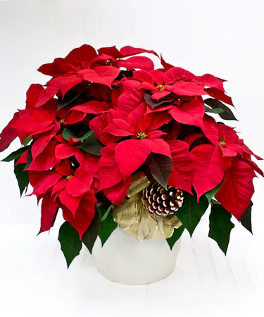 Red Poinsettia Plant in Ceramic Pot