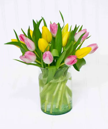 Colorful Tulips
