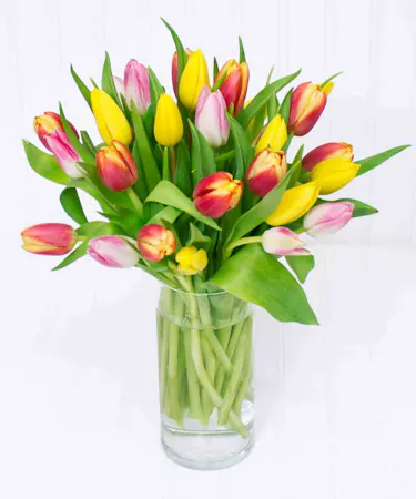 Colorful Tulips