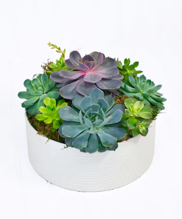 Succulents in a ceramic dish