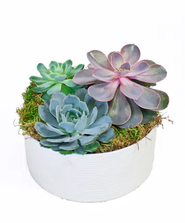 Succulents in a ceramic dish