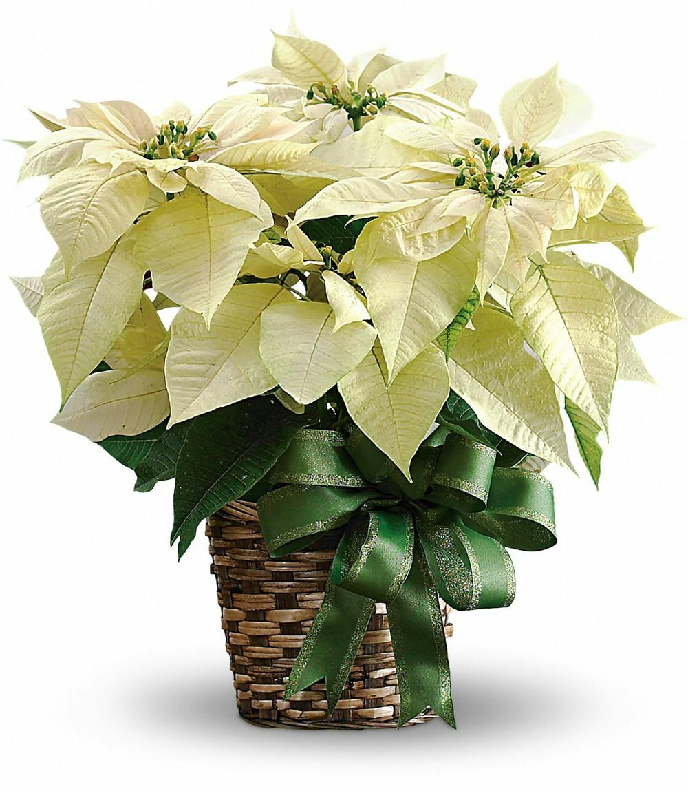 White Poinsettia Delivery Shop Online Sameday Delivery Nationwide