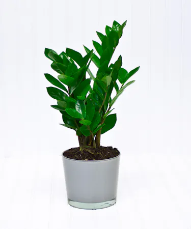 Green ZZ Plant in Grey Glass