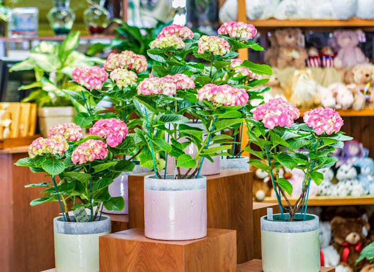 Pink potted plants in bloom at our Yonkers location