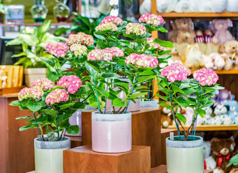 Blossom Flower Shops - Business Photo
